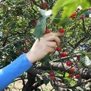 명지리앵두마을 이미지