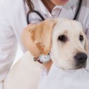 신흥동물병원 이미지