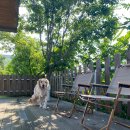 댕큐양양 이미지