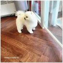 멍뭉살롱 이미지