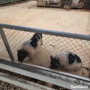 풀천지농장 | [태국 여행] 치앙라이 - 치앙라이 관광 원탑 싱하파크 Singha Park