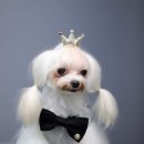 멍멍뷰티 이미지