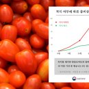 방울토마토