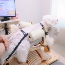 하나한방병원 | 강아지 침치료와 레이저 치료 직접 경험한 송파 한걸음더 재활한방 동물병원 후기