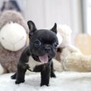 퍼피대디 이미지