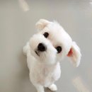 넌 이미지
