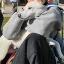 옆집강아지 | 귀염둥이 보호견 강아지 홍보글 / 임실로 떠나는 입양 교감 캠핑 [안고가개 2025] 참여 후기 (2)