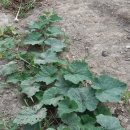 땅끝농장 이미지