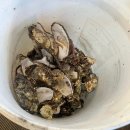 콩마을민박 | [마산] 바다보며 먹는 굴구이맛집 해파랑 솔직추천후기 서이추환영