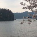 나주 영산포 영산강변 유채꽃과 중년애창곡 `아직도 못다한 사랑` 이미지