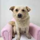 사파동225 이미지