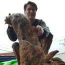 산삼감정협회 네이버블로그