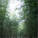 [익산여행] 구룡마을의 대나무숲과 뜬바위, 담장의 역사 엿보기 이미지