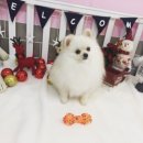 조이풀 그루밍 이미지