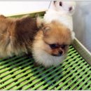 펫 스토리[Pet Story] 네이버블로그