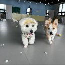 루이야 놀고 자고 GO 이미지