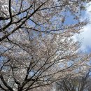 장안동 먹거리 | 중랑천 벚꽃 명소 추천 | 동대문 트로트축제 먹거리 후기