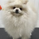 멍스베리 이미지