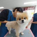 원애견샵 이미지