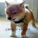 아니 - 강남구 삼성로145길 11-6 | 아니