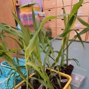 조천초등학교 병설유치원 이미지