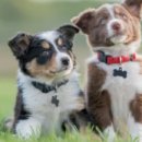 힘찬동물메디컬센터 이미지