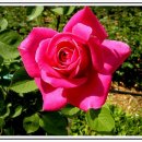 사랑합니다-희망 이미지