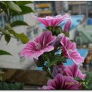 수정화원 이미지