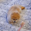 두리애견용품 이미지