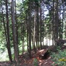 두동편백마을 이미지