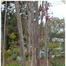 참죽나무 이미지