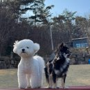 가람빌라 2동앞 | 부산 근교 울산 애견동반펜션 메르시풀빌라 대형견 소형견 재방문 후기