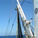 남태평양참치 이미지