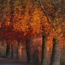 벨라스톤 컨트리클럽 이미지