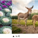 22. (자연의 선택) 모든 종은 본래 ‘유전적으로 변형된 것’인가? 노새와 양배추 이미지