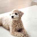 포리애견 이미지