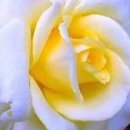 Loreena McKennitt(로리나 멕케니트) - Bonny Swans. Tango to Evora. etc 14곡 이미지