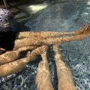 수영온천탕 이미지