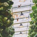 불소농장 이미지