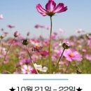 창룡천 네이버블로그