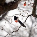 달콤홍시 이미지