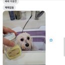 슈가펫살롱
