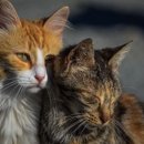 독한고양이 이미지