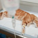 한국동물혈액은행 동물병원 이미지