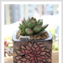 비버리힐 이미지