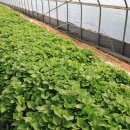 인보농장 이미지