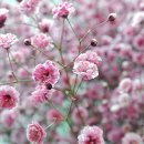 보라플라워 - 평택시 덕우로 379 | 보라플라워