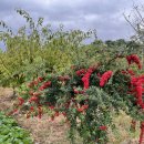 죽성쌀롱 | [부산 기장 숙소] 마당이 넓어서 좋은 기장 에어비엔비 &#34;죽성쌀롱&#34;