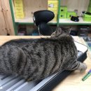 카미유과자점 이미지