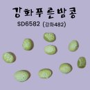 강화푸른밤콩 SD6582 씨앗나눔(마감) 이미지